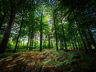 Naklejka premium footpath in the forest