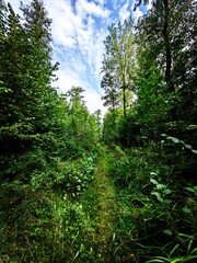 forest in the morning