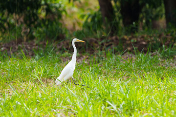 Egret bird. Wetland wading birds.