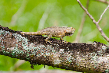 Lizard in tropical forest.