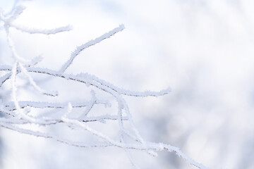 Snow covered trees. Winter forest