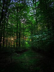 Obraz premium morning in the forest