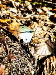 person in the autumn