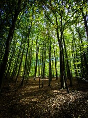 footpath in the forest