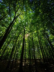 forest in the morning