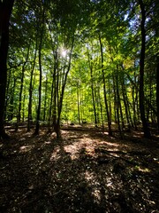 Fototapeta premium sun rays in the forest
