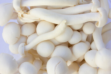 Therefore, White Beech Mushroom or Shimeji Mushroom inhibits inflammatory cytokines and oxidative stress and protects from lung failure.