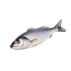 Fototapeta premium Fresh whole fish on a white isolate background
