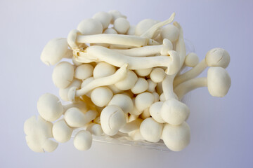 White Beech Mushroom or Shimeji Mushroom is a group of edible mushrooms native to East Asia, but also found in northern Europe.