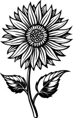 illustration flower vector. sunflower vector .daisy vector . flower outline vector