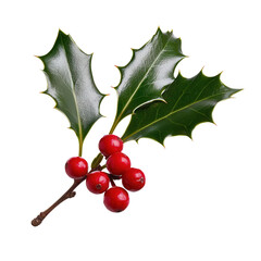 Holly plant with red berries, white isolate background.