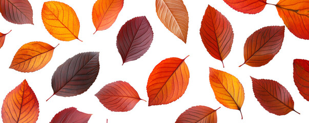 Obraz premium Deep orange, red, and yellow autumn leaves