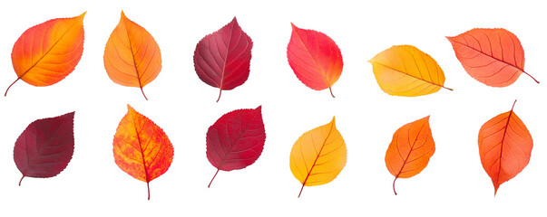 Obraz premium Deep orange, red, and yellow autumn leaves