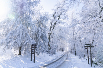 Winter landscape with snow-covered trees and road