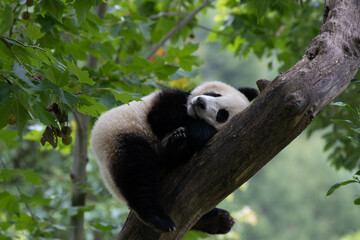 Happy Little Panda on the High Tree in Wolong Panda base, China