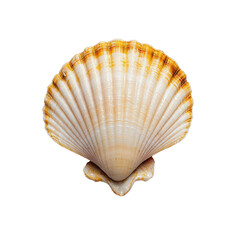 Vibrant scallop shell on a white isolated background.