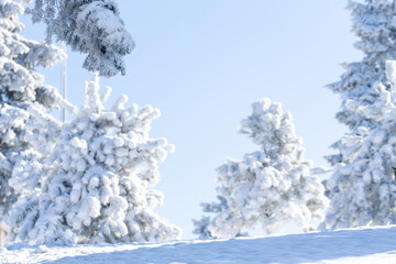Snow covered trees. Winter forest
