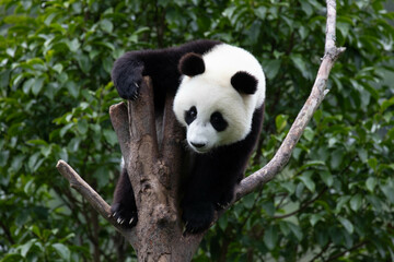 Obraz premium Happy Little Panda on the High Tree in Wolong Panda base, China