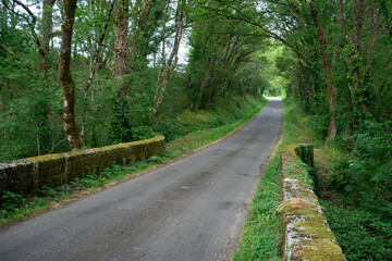 Forêt, Rivière La Vonne, Ménigoute, Deux Sèvres, 79, France