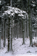 Picea abies, Sapin, hiver, neige, Forêt, Vosges, 68,  Haut Rhin, France