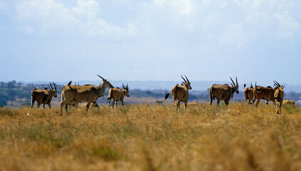 Elan du Cap, Taurotragus oryx, Kenya