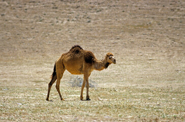 Dromadaire, Camelus dromedarius, Maroc