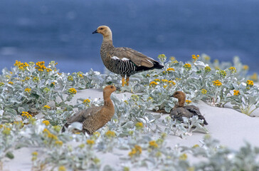 Bernache à tête rousse,  Ouette à tête rousse, Chloephaga rubidiceps, Ruddy headed Goose, Senecio candicans , Sénecon, Iles Falkland; Malouines