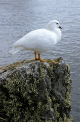 Ouette marine, male, Chloephaga hybrida malvinarum, Iles Falkland, Malouines