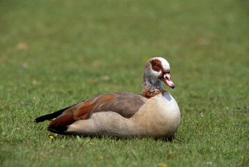 Ouette d'Egypte, Oie d'Egypte, Alopochen aegyptiaca, Egyptian Goose