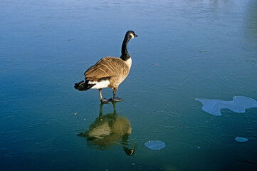 Bernache du Canada,.Branta canadensis, Canada Goose