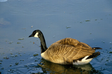 Bernache du Canada,.Branta canadensis, Canada Goose
