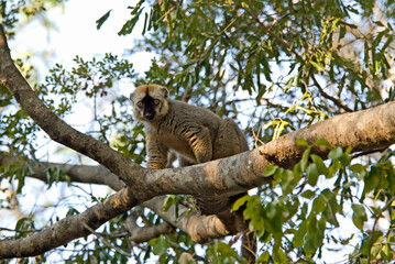 Lémur à front roux, Eulemur rufus, Lémurien, Madagascar