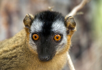 Lémur à front roux, lémurien,  Eulemur rufus, Eulemur rufifrons, Madagascar