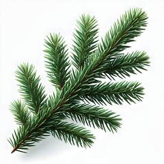 Close-Up of Evergreen Pine Branch with Needles, Isolated on White Background, Perfect for Christmas Decorations, Winter Holiday Designs, Natural Forest Elements