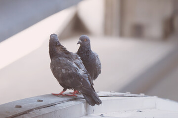 romantic pigeons on the wall