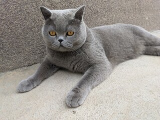 Surprised British cat lying on the ground