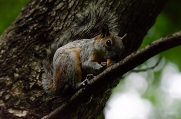 Ardilla comiendo