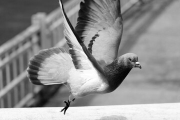 the freedom pigeon in flight