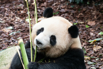 Obraz premium Close up female Panda, Mei Lan aka Rou Rou, panda Paradise