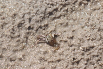 crab on the beach