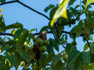 A mottled woodpecker sits on a tree among green leaves near walnuts