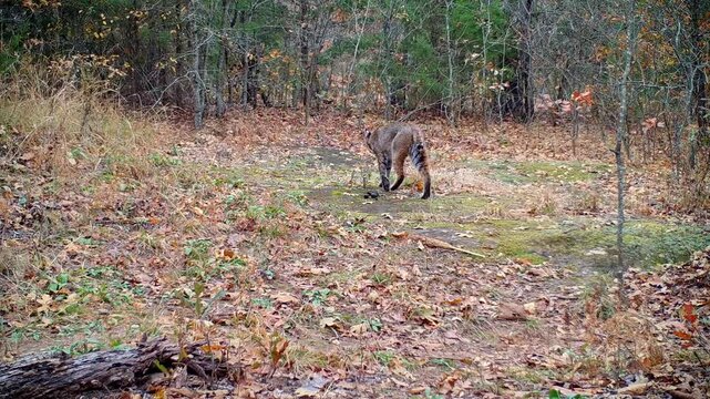 Beautiful bobcat in daylight crossing a small opening in the woods