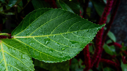 Closeup of a Large Green Leaf with Water Droplets