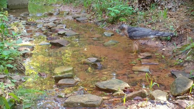 Cooper's hawk on the ground, walking into a shallow creek to drink