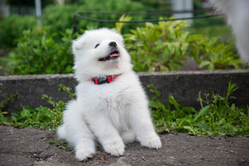 Funny Samoyed puppy in the summer garden on the road