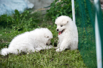 Two Funny fluffy white Samoyed puppies dogs are playing
