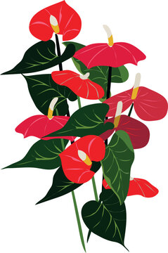 anturios flower which is translated as Laceleaf png