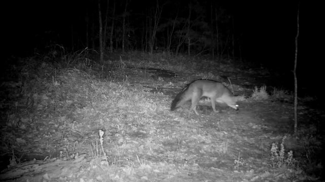Gray fox walking around in a opening in the woods at night in winter
