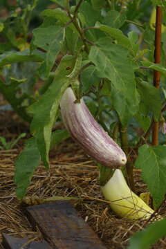 gros plan sur un plant d'aubergine stri&eacute;e