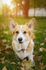 beautiful corgi dog in the autumn park